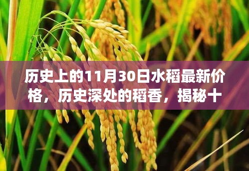 揭秘水稻价格变迁脉络，历史深处的稻香与最新价格回顾（十一月三十日特辑）