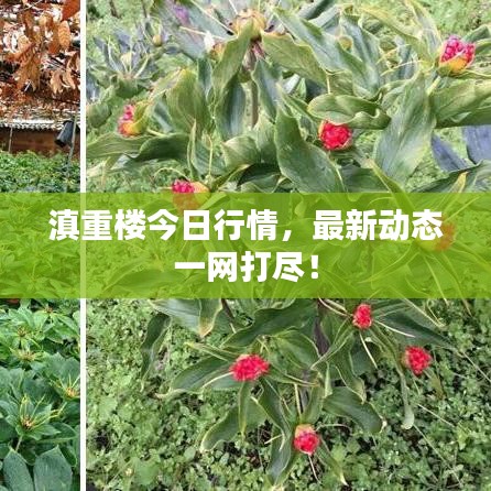 滇重楼今日行情，最新动态一网打尽！