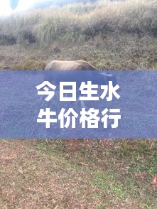 今日生水牛价格行情一网打尽
