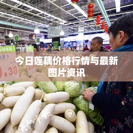 今日莲藕价格行情与最新图片资讯