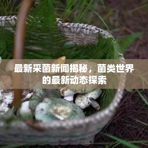 最新采菌新闻揭秘，菌类世界的最新动态探索