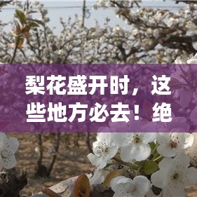 梨花盛开时，这些地方必去！绝美旅游攻略