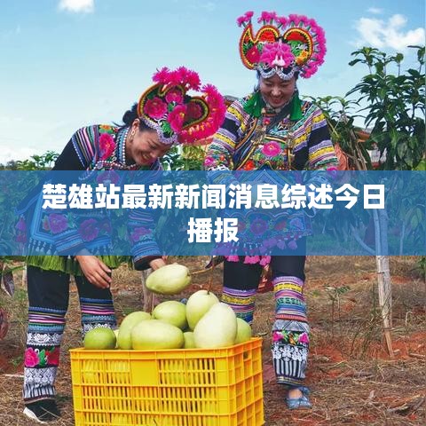楚雄站最新新闻消息综述今日播报