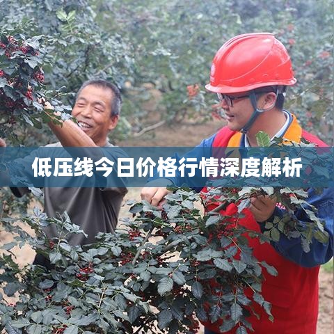 低压线今日价格行情深度解析