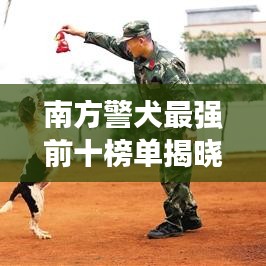 南方警犬最强前十榜单揭晓！