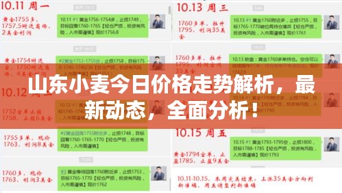 山东小麦今日价格走势解析，最新动态，全面分析！
