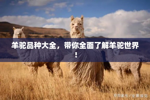 鸟声兽心