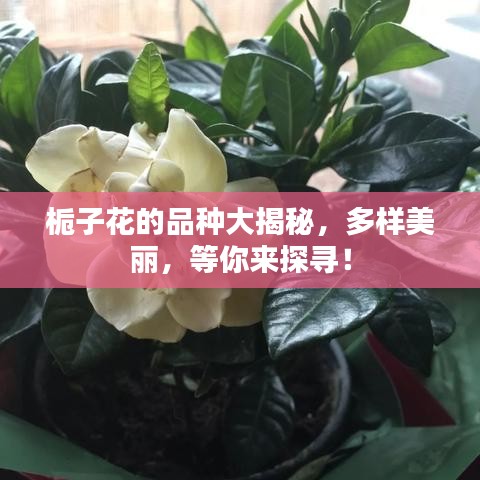 荆钗布裙