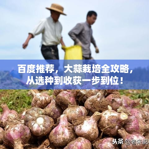 百度推荐，大蒜栽培全攻略，从选种到收获一步到位！