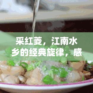 采红菱，江南水乡的经典旋律，感受美妙韵味