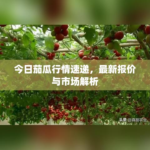今日茄瓜行情速递，最新报价与市场解析