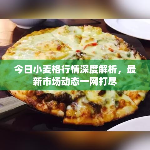 今日小麦格行情深度解析，最新市场动态一网打尽